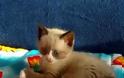 VIDEO: Ένα γλυκύτατο παιχνιδιάρικο γατάκι!