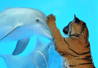 Λατρεμένα...πατουσάκια για τα δελφίνια! Μοναδικές εικόνες... - Φωτογραφία 1