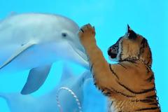 Λατρεμένα...πατουσάκια για τα δελφίνια! Μοναδικές εικόνες...