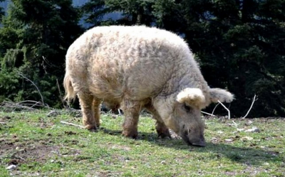 Είναι δυνατόν να υπάρχει αυτό το πλάσμα; [photos] - Φωτογραφία 2