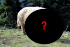 Είναι δυνατόν να υπάρχει αυτό το πλάσμα; [photos]