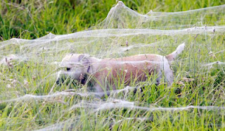 Μακάβρια εισβολή χιλιάδες αράχνες στην Αυστραλία!!! (Φώτο) - Φωτογραφία 1