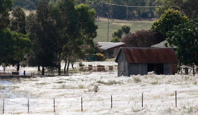 Μακάβρια εισβολή χιλιάδες αράχνες στην Αυστραλία!!! (Φώτο) - Φωτογραφία 3