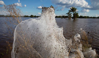 Μακάβρια εισβολή χιλιάδες αράχνες στην Αυστραλία!!! (Φώτο) - Φωτογραφία 4
