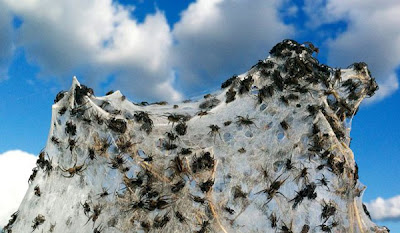 Μακάβρια εισβολή χιλιάδες αράχνες στην Αυστραλία!!! (Φώτο) - Φωτογραφία 5