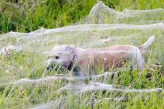 Μακάβρια εισβολή χιλιάδες αράχνες στην Αυστραλία!!! (Φώτο)