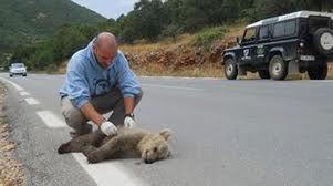 Αρκουδάκι σκοτώθηκε σε τροχαίο στην Φλώρινα - Φωτογραφία 3
