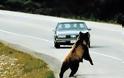 Αρκουδάκι σκοτώθηκε σε τροχαίο στην Φλώρινα - Φωτογραφία 2