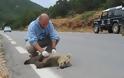 Αρκουδάκι σκοτώθηκε σε τροχαίο στην Φλώρινα - Φωτογραφία 3