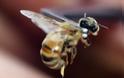 ΔΕΙΤΕ: Γιατί οι μέλισσες πεθαίνουν αφού μας τσιμπήσουν; - Φωτογραφία 4