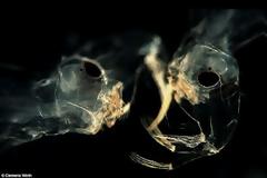 Αυτά τα τέρατα είναι μέσα στο νερό που πίνουμε-Σοκάρουν οι φωτογραφίες από μικροσκόπιο