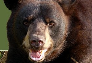 Αρκούδα επιτέθηκε και τραυμάτισε 65χρονο γεωργό στην Ασπρούλα Βοΐου! - Φωτογραφία 1