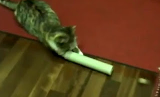 Το αγαπημένο παινίδι της γάτας είναι... το κανόνι [video] - Φωτογραφία 1