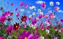 Ανακαλύφθηκε ο «διακόπτης» που κάνει τα λουλούδια να ανθίζουν