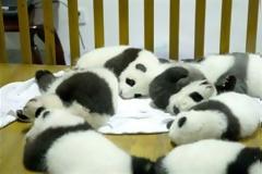 ΔΕΙΤΕ: Αξιαγάπητα πάντα έτοιμα για υιοθεσία