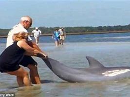VIDEO: Απίστευτη διάσωση δελφινιού στη Φλόριντα - Φωτογραφία 1
