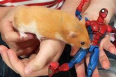 Χάμστερ γιωτόμπαλο ... κατάπιε μαγνήτη και κόλλησε στο κλουβί του