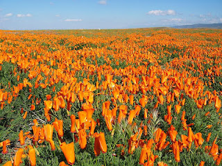 Τα λιβάδια με τις πορτοκαλί παπαρούνες στην Καλιφόρνια - Φωτογραφία 1