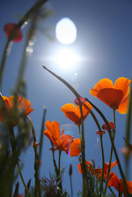 Τα λιβάδια με τις πορτοκαλί παπαρούνες στην Καλιφόρνια - Φωτογραφία 11