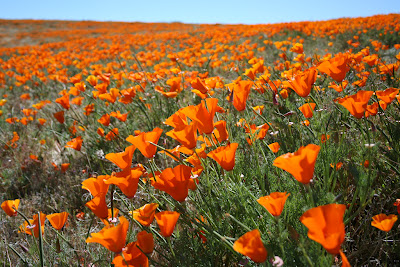 Τα λιβάδια με τις πορτοκαλί παπαρούνες στην Καλιφόρνια - Φωτογραφία 15