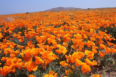 Τα λιβάδια με τις πορτοκαλί παπαρούνες στην Καλιφόρνια - Φωτογραφία 2