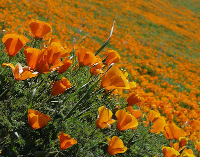 Τα λιβάδια με τις πορτοκαλί παπαρούνες στην Καλιφόρνια - Φωτογραφία 3