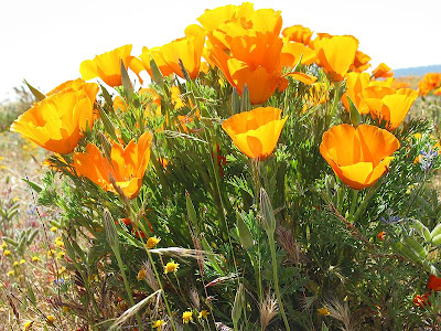Τα λιβάδια με τις πορτοκαλί παπαρούνες στην Καλιφόρνια - Φωτογραφία 5