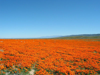Τα λιβάδια με τις πορτοκαλί παπαρούνες στην Καλιφόρνια - Φωτογραφία 6