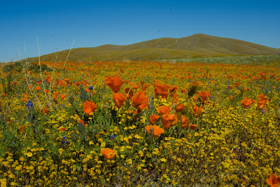 Τα λιβάδια με τις πορτοκαλί παπαρούνες στην Καλιφόρνια - Φωτογραφία 8