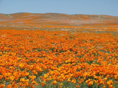 Τα λιβάδια με τις πορτοκαλί παπαρούνες στην Καλιφόρνια - Φωτογραφία 9
