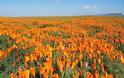 Τα λιβάδια με τις πορτοκαλί παπαρούνες στην Καλιφόρνια