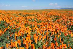 Τα λιβάδια με τις πορτοκαλί παπαρούνες στην Καλιφόρνια