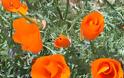 Τα λιβάδια με τις πορτοκαλί παπαρούνες στην Καλιφόρνια - Φωτογραφία 12
