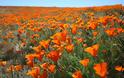 Τα λιβάδια με τις πορτοκαλί παπαρούνες στην Καλιφόρνια - Φωτογραφία 15
