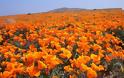 Τα λιβάδια με τις πορτοκαλί παπαρούνες στην Καλιφόρνια - Φωτογραφία 2