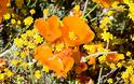 Τα λιβάδια με τις πορτοκαλί παπαρούνες στην Καλιφόρνια - Φωτογραφία 4