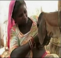 VIDEO: Γυναίκα θηλάζει… νεογέννητο μοσχαράκι! - Φωτογραφία 1