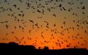 Από την Ευρώπη ο μύκητας που αφανίζει νυχτερίδες Αμερικής