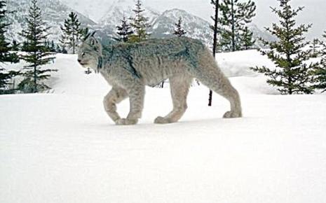 Ο «καναδικός λύγκας» στο φωτογραφικό φακό - Φωτογραφία 1