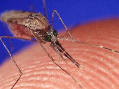 Κόκκινος συναγερμός για τα κουνούπια στη Φθιώτιδα - Φωτογραφία 1
