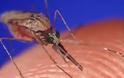 Κόκκινος συναγερμός για τα κουνούπια στη Φθιώτιδα