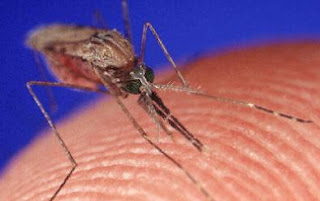 Φθιώτιδα: 21 Μαΐου ο διαγωνισμός για τα κουνούπια - Αγωνιούν οι γιατροί [video] - Φωτογραφία 1