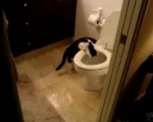 VIDEO: Γάτα που  τραβάει το καζανάκι! - Φωτογραφία 1