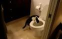 VIDEO: Γάτα που  τραβάει το καζανάκι!