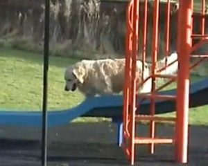 VIDEO: Σκύλος που κάνει τσουλήθρα! - Φωτογραφία 1