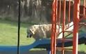 VIDEO: Σκύλος που κάνει τσουλήθρα!
