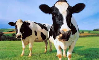 Κτηνοτρόφοι θα λαμβάνουν SMS από αγελάδες! - Φωτογραφία 1