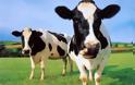 Κτηνοτρόφοι θα λαμβάνουν SMS από αγελάδες!