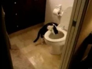VIDEO: Γάτα που τρελαίνεται να τραβάει το καζανάκι! - Φωτογραφία 1