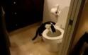 VIDEO: Γάτα που τρελαίνεται να τραβάει το καζανάκι!